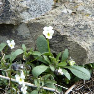 Viola arvensis subsp. parvula (Tineo) W.Becker (Petite Pensée)