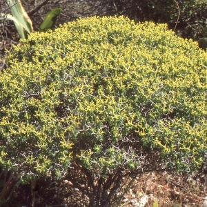 Photographie n°119718 du taxon Euphorbia L. [1753]