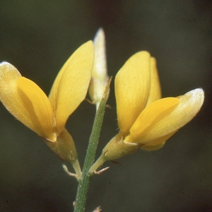 Photographie n°119719 du taxon Genista acanthoclada DC.