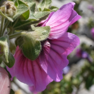 Photographie n°119729 du taxon Lavatera arborea L. [1753]