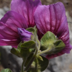 Photographie n°119731 du taxon Lavatera arborea L. [1753]