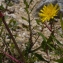  Liliane Roubaudi - Sonchus tenerrimus L. [1753]