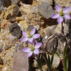 Photographie n°119752 du taxon Spergularia nicaeensis Sarato ex Burnat [1892]