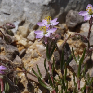 Photographie n°119754 du taxon Spergularia nicaeensis Sarato ex Burnat [1892]