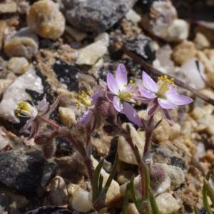 Photographie n°119755 du taxon Spergularia nicaeensis Sarato ex Burnat [1892]