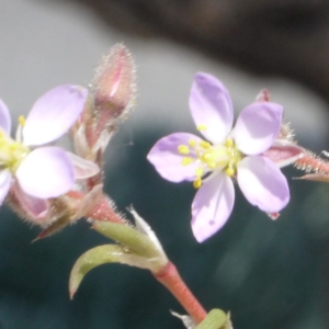  - Spergularia nicaeensis Sarato ex Burnat [1892]