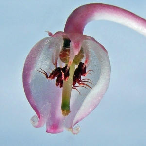 Photographie n°119764 du taxon Andromeda polifolia L. [1753]