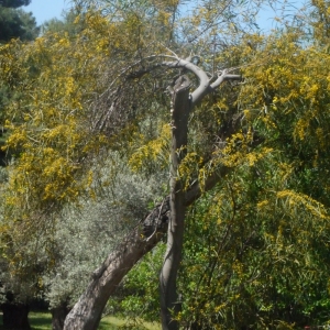 Photographie n°119766 du taxon Acacia cyanophylla Lindl. [1839]