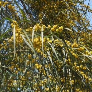 Photographie n°119767 du taxon Acacia cyanophylla Lindl. [1839]