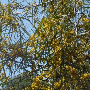 Photographie n°119769 du taxon Acacia cyanophylla Lindl. [1839]