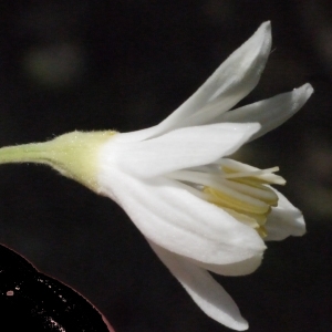Photographie n°119773 du taxon Styrax officinalis L. [1753]