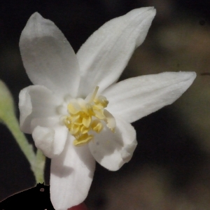 Styrax officinalis L. (Aliboufier)