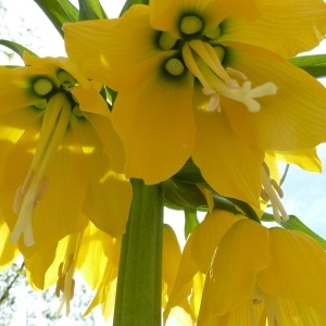 Fritillaria imperialis L. (Couronne impériale)