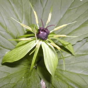 Paris quadrifolia L. (Parisette à quatre feuilles)