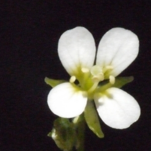 Pteroneurum corsicum Jord. (Cardamine de Grèce)