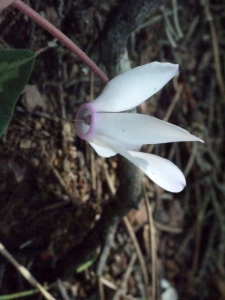 Liliane Roubaudi, le  1 mai 2013 (Rhodes)