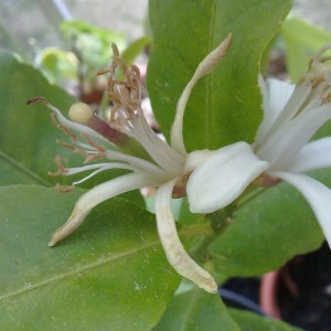 Photographie n°119820 du taxon Citrus limon (L.) Burm.f. [1768]