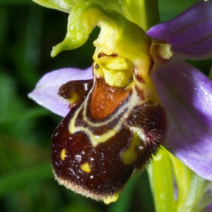  - Ophrys apifera var. apifera