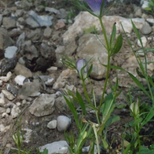 Photographie n°119846 du taxon Legousia pentagonia (L.) Druce [1908]