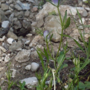 Photographie n°119847 du taxon Legousia pentagonia (L.) Druce [1908]