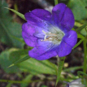 Photographie n°119848 du taxon Legousia pentagonia (L.) Druce [1908]