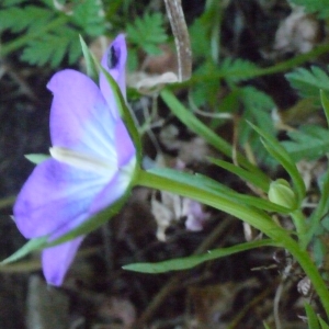 Photographie n°119849 du taxon Legousia pentagonia (L.) Druce [1908]