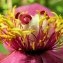  liliane Pessotto - Paeonia mascula subsp. mascula 