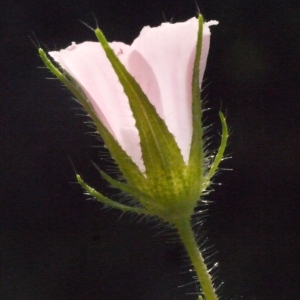 Malva cretica Cav. (Mauve de Crète)