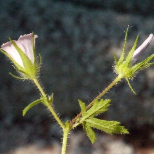 Photographie n°119864 du taxon Malva cretica Cav. [1786]