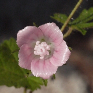 Photographie n°119865 du taxon Malva cretica Cav. [1786]