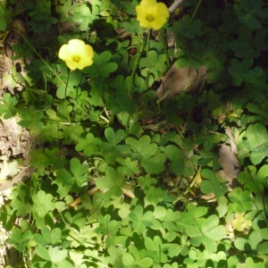 Photographie n°119867 du taxon Oxalis pes-caprae L. [1753]