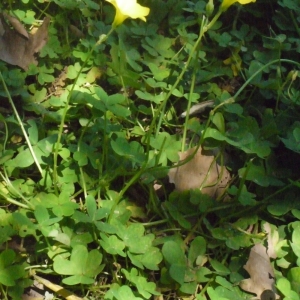 Photographie n°119868 du taxon Oxalis pes-caprae L. [1753]