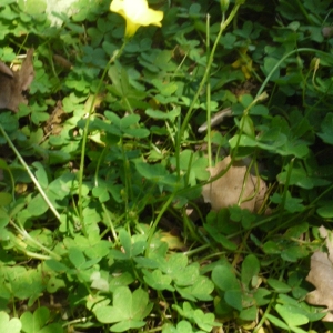 Photographie n°119869 du taxon Oxalis pes-caprae L. [1753]
