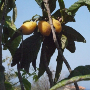 Photographie n°119871 du taxon Eriobotrya japonica (Thunb.) Lindl. [1821]