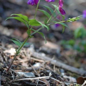 Photographie n°119891 du taxon Lathyrus vernus (L.) Bernh. [1800]