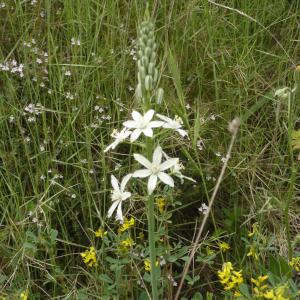 Photographie n°119893 du taxon Ornithogalum narbonense L. [1756]