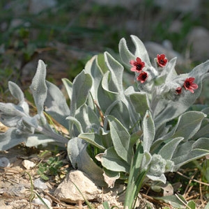 Photographie n°119894 du taxon Cynoglossum cheirifolium L. [1753]
