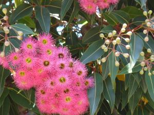 Virginie PEYTAVI, le 16 juillet 2010 (La Rayol Canadel)