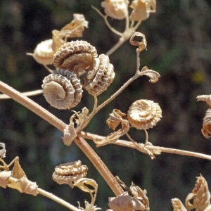 Photographie n°119912 du taxon Medicago rugosa Desr. [1792]