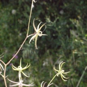 Photographie n°119915 du taxon Rhagadiolus stellatus (L.) Gaertn. [1791]