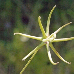 Photographie n°119917 du taxon Rhagadiolus stellatus (L.) Gaertn. [1791]