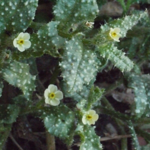 Anchusa aegyptiaca (L.) A.DC.