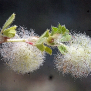 Photographie n°119937 du taxon Trifolium L. [1753]