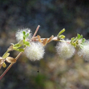 Photographie n°119938 du taxon Trifolium L. [1753]