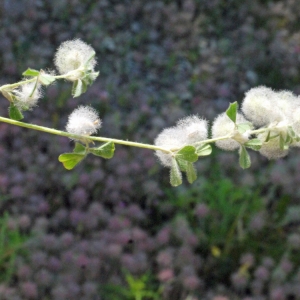 Photographie n°119940 du taxon Trifolium L. [1753]