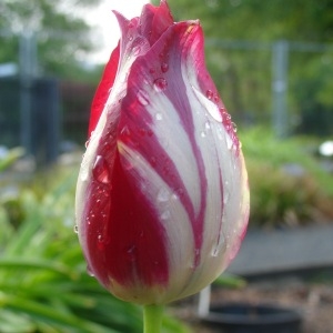 Photographie n°119964 du taxon Tulipa aximensis E.P.Perrier & Songeon [1894]