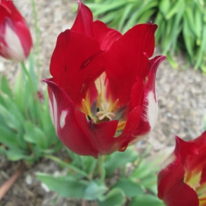 Tulipa aximensis E.P.Perrier & Songeon (Tulipe d'Aime)
