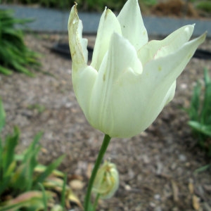Tulipa marjolletii E.P.Perrier & Songeon (Tulipe de Marjollet)