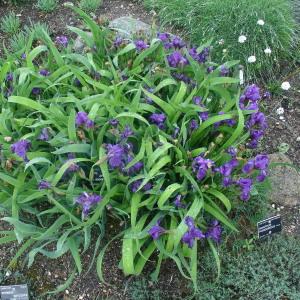  - Iris aphylla L. [1753]