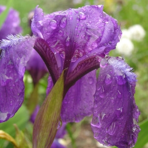 Iris aphylla L. (Iris sans feuilles)
